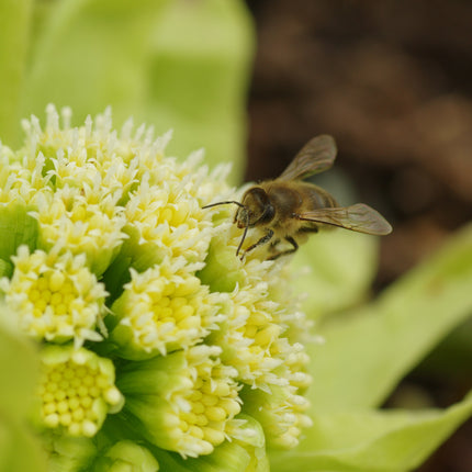 Petasites japonicus giganteus