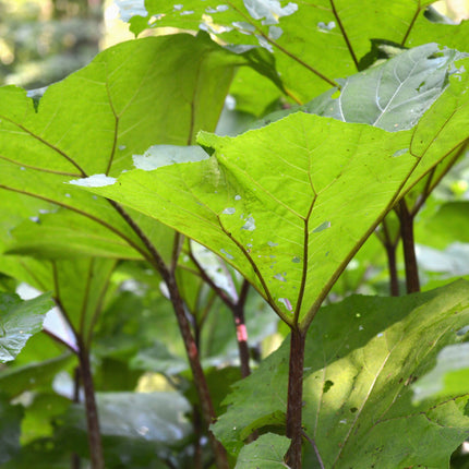 Petasites japonicus giganteus