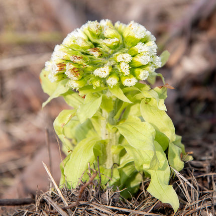 Petasites japonicus giganteus