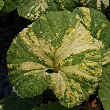 Petasites japonicus variegata