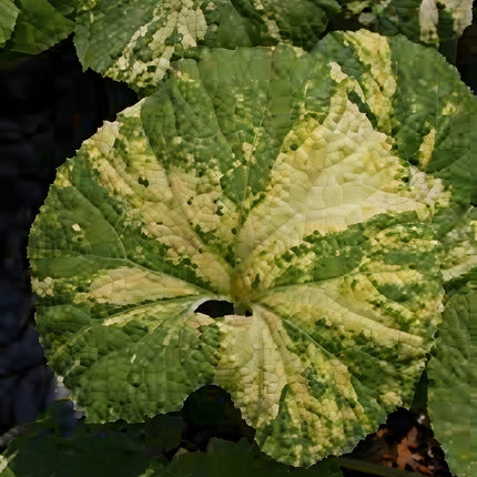 Petasites japonicus variegata