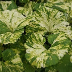 1 / 7cm Bareroot
