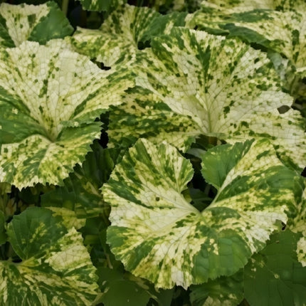 Petasites japonicus variegata