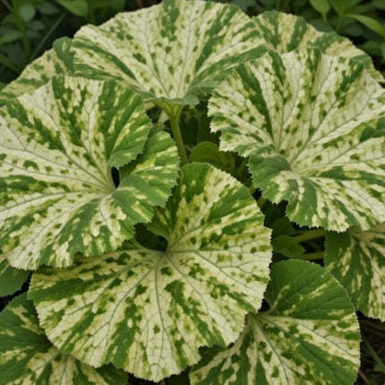 Petasites japonicus variegata