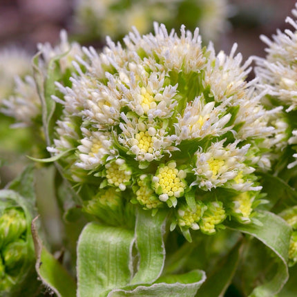 Petasites albus