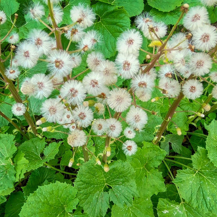Petasites albus