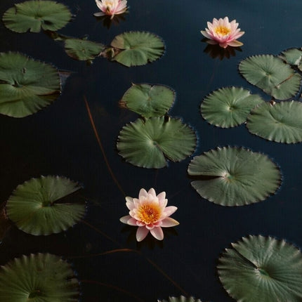 Nymphaea 'Phoebus'