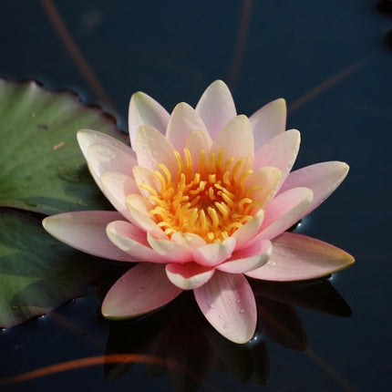Nymphaea 'Phoebus'