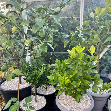 Crushed Sea Shells 2kg plant toppers in greenhouse - Grit & Grow