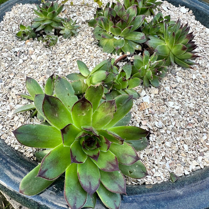 Crushed Sea Shells 2kg - succulent topper - Grit & Grow