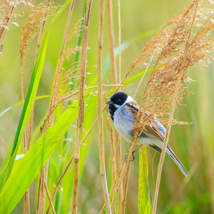 Phragmites australis