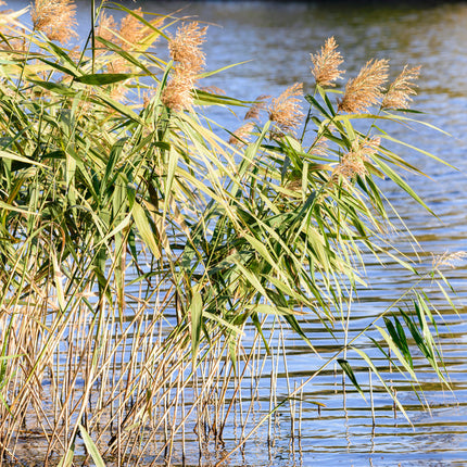 Phragmites australis
