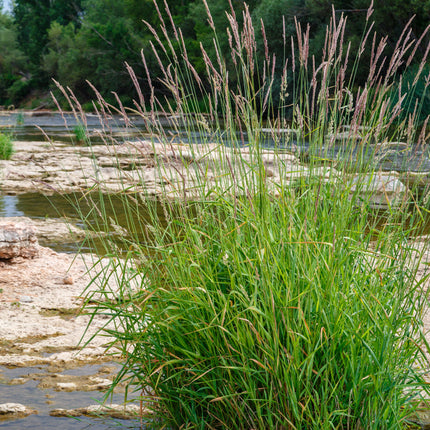 Phragmites australis