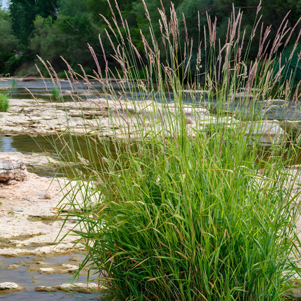 Phragmites australis