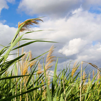 Phragmites australis