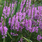 1 / 7cm Bareroot