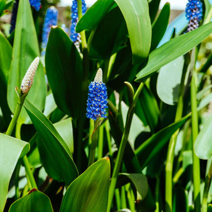 Pontederia cordata lanceolata