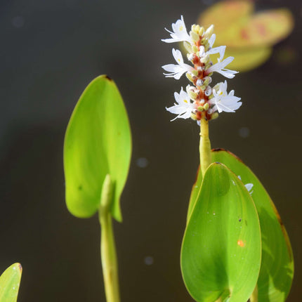 Pontederia cordata 'Alba'