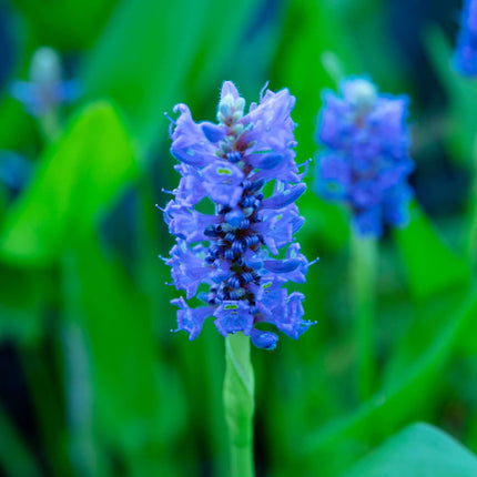Pontederia cordata