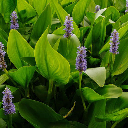 Pontederia cordata