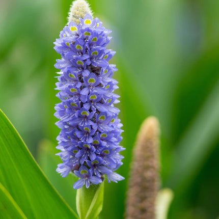 Pontederia cordata