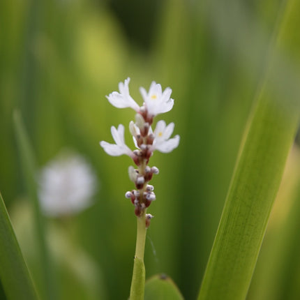 Pontederia cordata 'Alba'