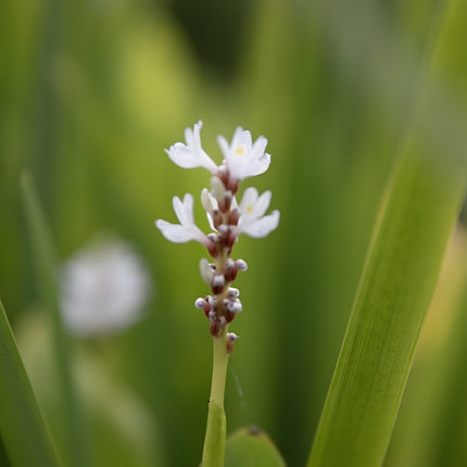 Pontederia cordata 'Alba'