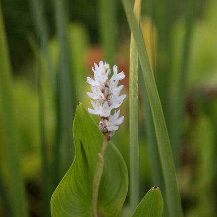Pontederia cordata 'Alba'