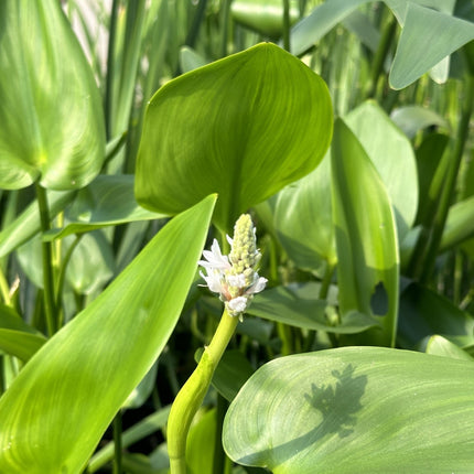 Pontederia cordata 'Alba'