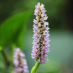 1 / 7cm Bareroot