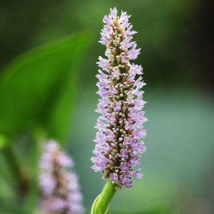 Pontederia cordata 'Pink'