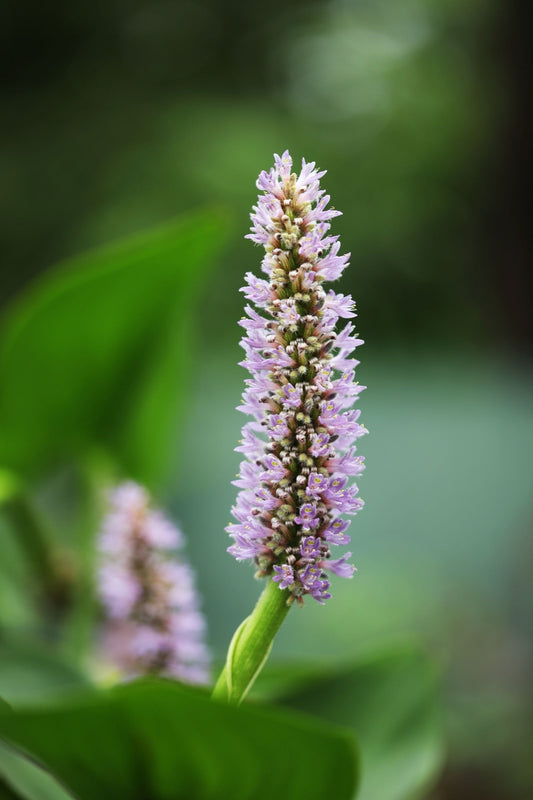 Pontederia cordata 'Pink' - Marginal Pond Plants - MP094