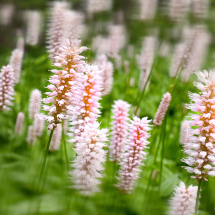 Pontederia cordata 'Pink'