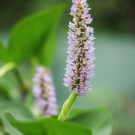 Pontederia cordata 'Pink'