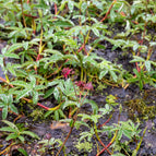 1 / 7cm Bareroot