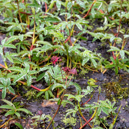 Potentilla palustris