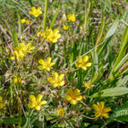 1 / 7cm Bareroot