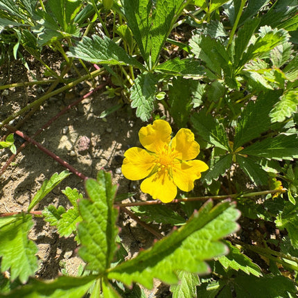 Potentilla hippiana