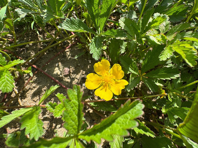 Potentilla hippiana