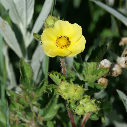 Potentilla hippiana
