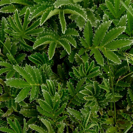 Potentilla hippiana