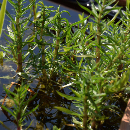 Preslia cervina (Mentha cervina)