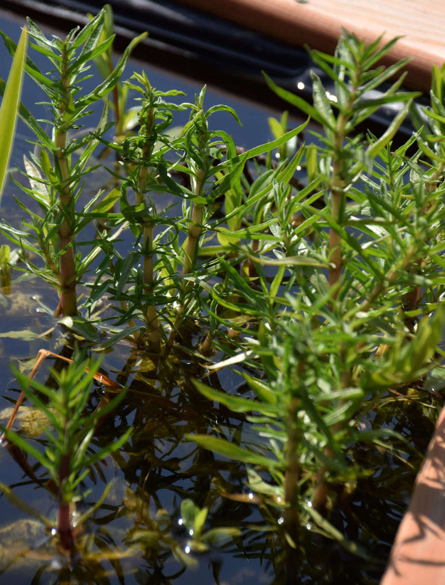 Preslia cervina (Mentha cervina)