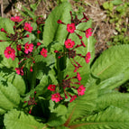 1 / 7cm Bareroot
