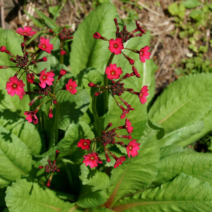 Primula japonica