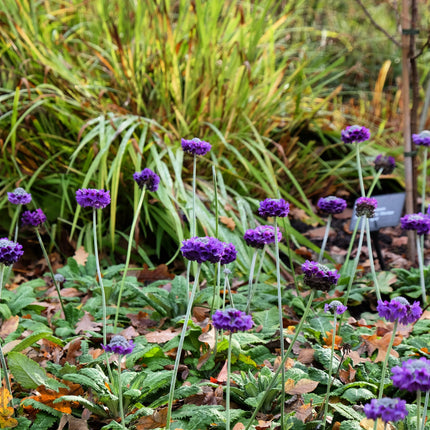 Primula capitata