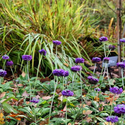 Primula capitata