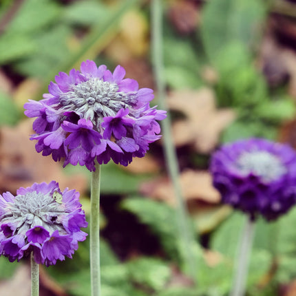 Primula capitata