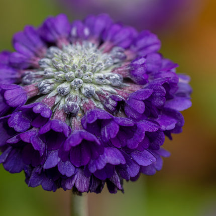Primula capitata