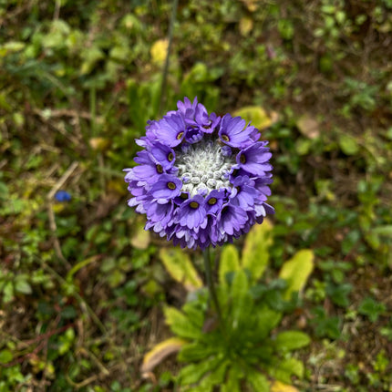Primula capitata